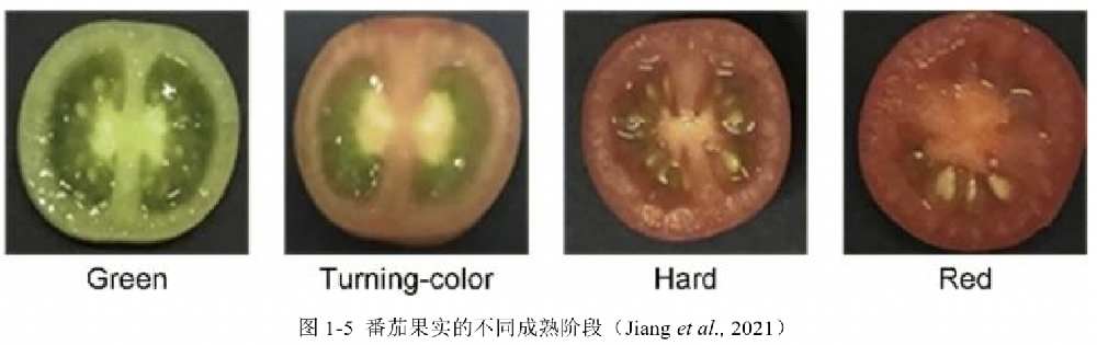 基于高光譜成像技術(shù)的番茄果實成熟度研究