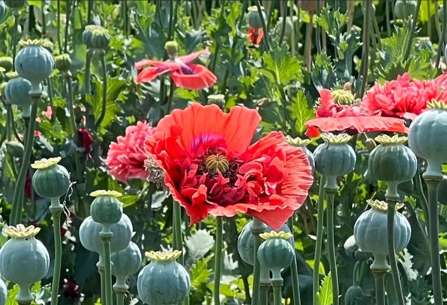 罌粟識別高光譜相機哪家強？